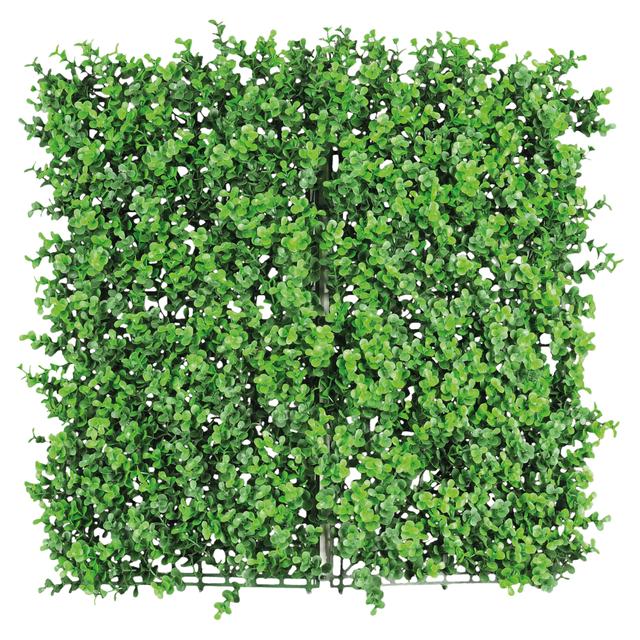 SIEPE SEMPREVERDE BOXUS 1x1 m | Tecnomat SIEPE SEMPREVERDE BOXUS 1x1 m - 2 | Tecnomat