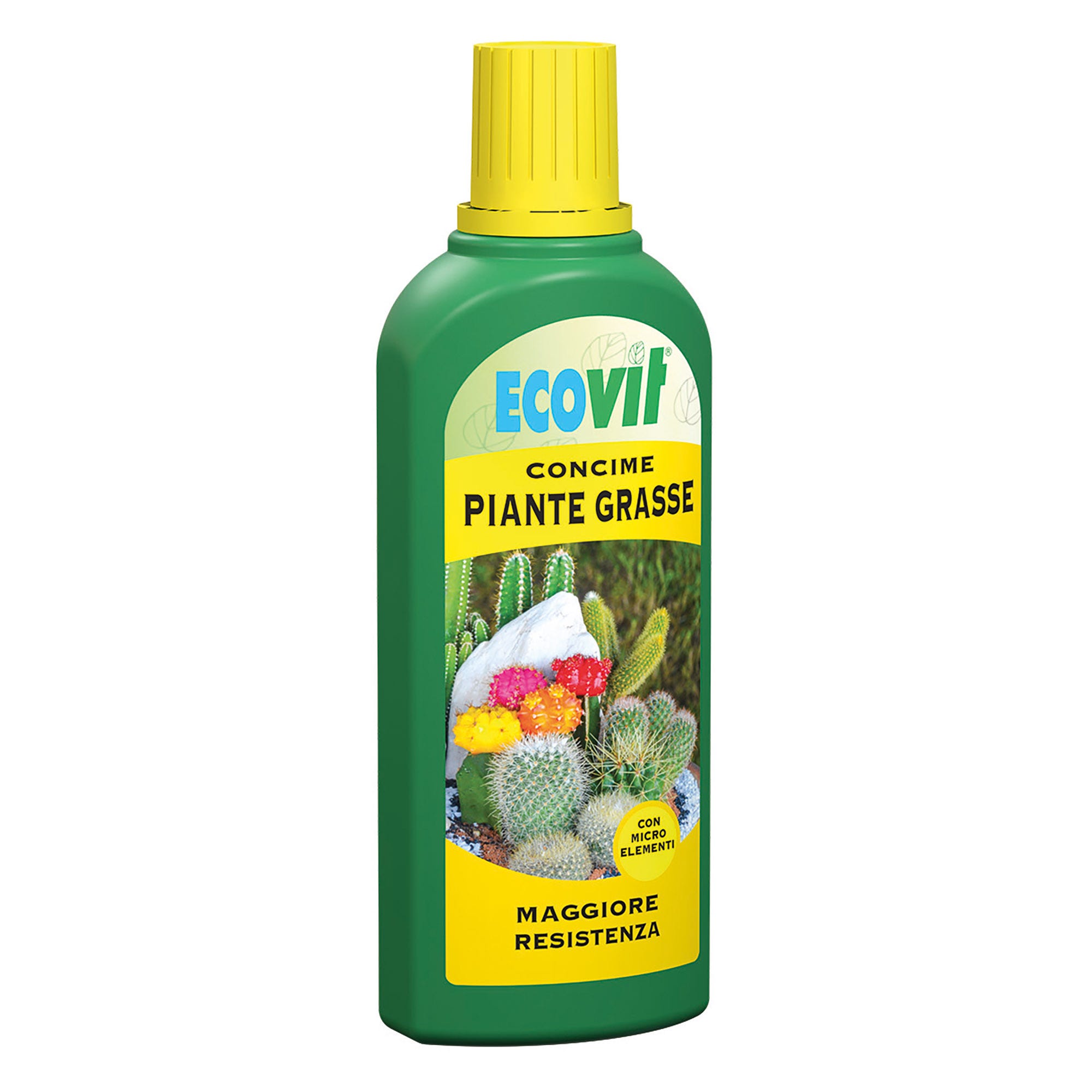 Piante grasse succulente - Piante Grasse Piante grasse succulente - Piante Grasse